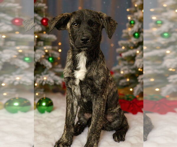 Medium Photo #3 Mutt Puppy For Sale in Royal Palm Beach, FL, USA