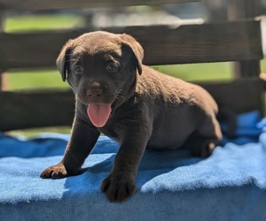 Labrador Retriever Puppy for sale in GOSHEN, IN, USA