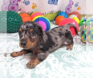 Dachshund Puppy for sale in RATTAN, OK, USA