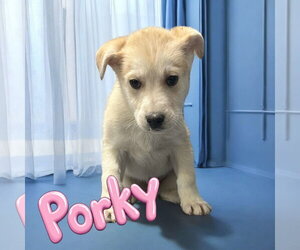 Porky Pig - Male Siberian Husky-Unknown Mix Dog for Adoption - Photo #3