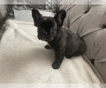 Puppy Sunny French Bulldog