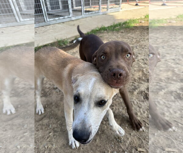 Medium Photo #2 Labsky Puppy For Sale in Corning, AR, USA