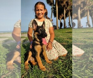 German Shepherd Dog Puppy for sale in NEW PORT RICHEY, FL, USA