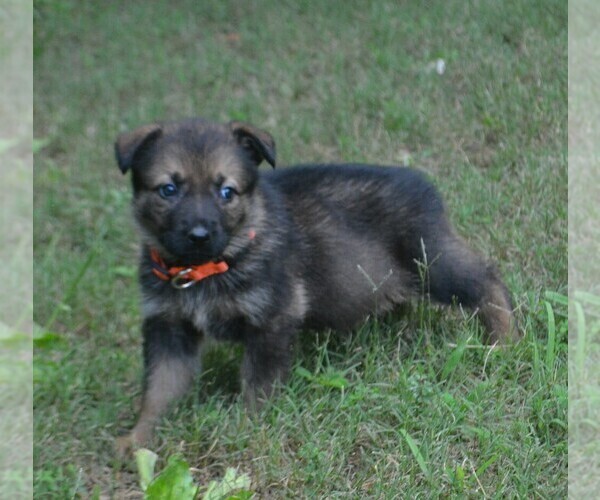 Medium Photo #2 German Shepherd Dog Puppy For Sale in POWDER SPRINGS, GA, USA