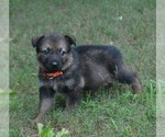 Small #1 German Shepherd Dog