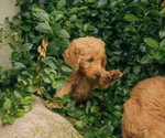 Small Photo #20 Goldendoodle Puppy For Sale in PECK, KS, USA