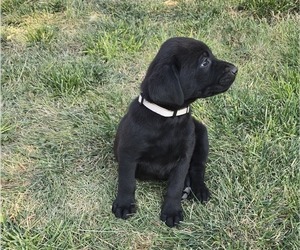 Labrador Retriever Puppy for sale in MINATARE, NE, USA