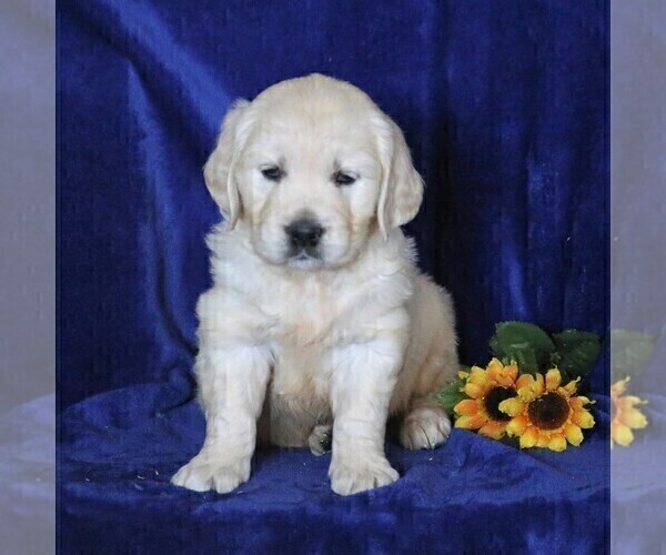 Medium Photo #1 English Cream Golden Retriever Puppy For Sale in MYERSTOWN, PA, USA