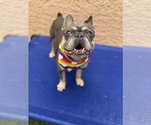 Medium French Bulldog