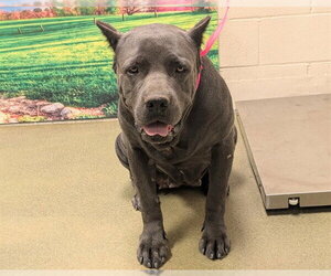 Mutt Dogs for adoption in Moreno Valley, CA, USA