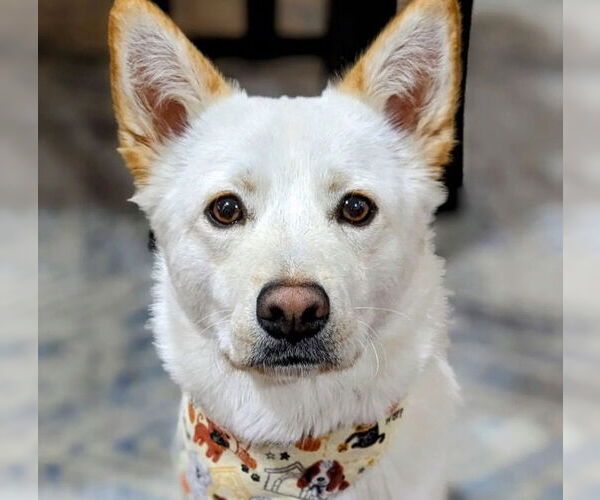 Medium Photo #2 Mutt Puppy For Sale in Bellevue, WA, USA