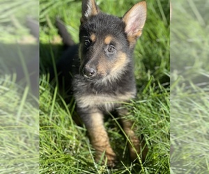German Shepherd Dog Puppy for sale in JEFFERSON, OR, USA