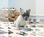 Small French Bulldog