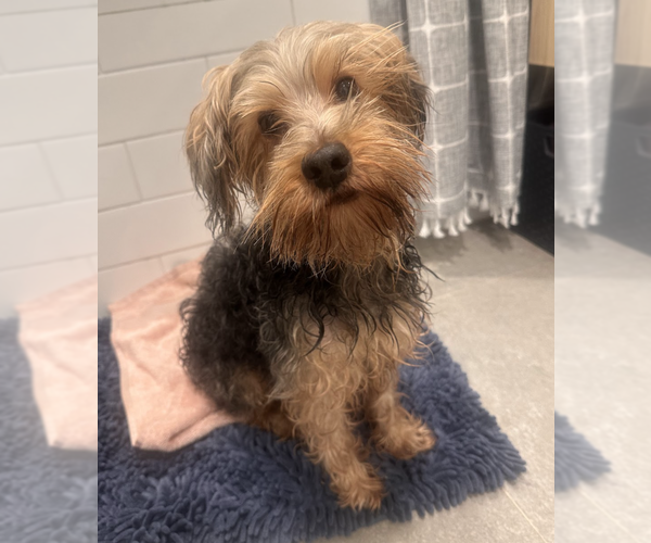 Medium Photo #7 Mutt Puppy For Sale in Brooklyn, NY, USA