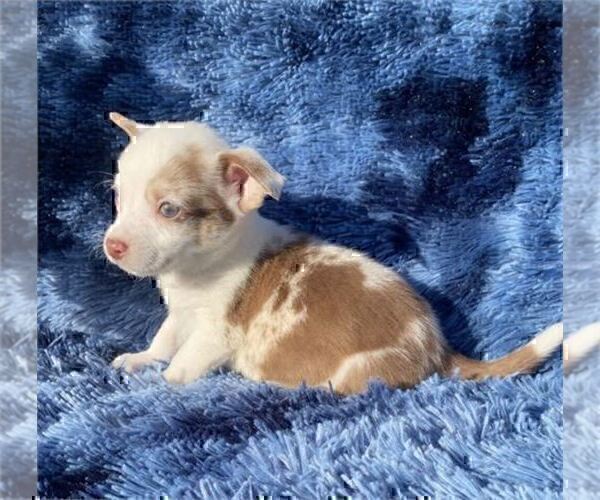 Medium Photo #2 Chihuahua Puppy For Sale in BOSTON, MA, USA