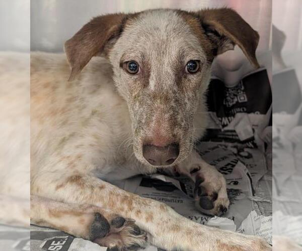 Medium Photo #3 Mutt Puppy For Sale in San Antonio, TX, USA