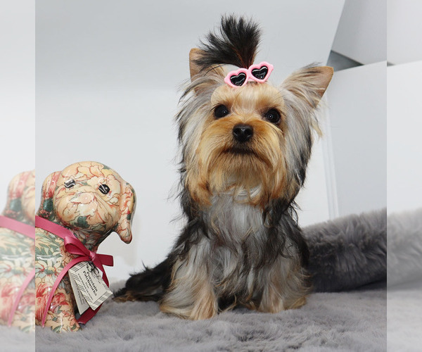 Medium Photo #2 Yorkshire Terrier Puppy For Sale in LOS ANGELES, CA, USA