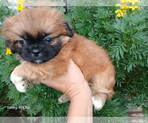 Shih Tzu Puppy for sale in ENTERPRISE, AL, USA