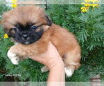 Small Shih Tzu