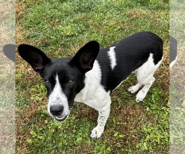 Medium Photo #2 Border Terrier-Unknown Mix Puppy For Sale in Batavia, OH, USA