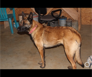 Mother of the Belgian Malinois puppies born on 12/21/2022