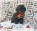 Small #2 Aussiedoodle Miniature 