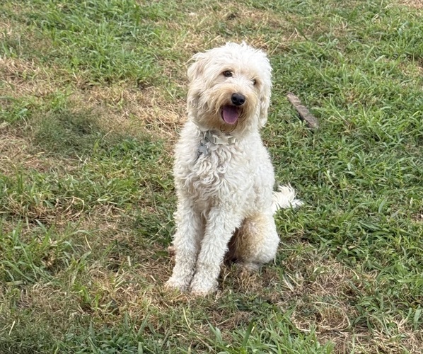 Medium Photo #1 Goldendoodle-Miniature Australian Shepherd Mix Puppy For Sale in ARAB, AL, USA