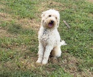 Father of the Goldendoodle-Miniature Australian Shepherd Mix puppies born on 07/01/2025