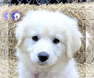Great Pyrenees Dogs for adoption in Spring, TX, USA