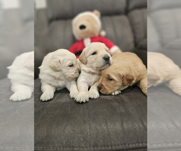 Medium Photo #4 English Cream Golden Retriever Puppy For Sale in SACRAMENTO, CA, USA