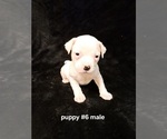 Small Photo #6 American Bulldog Puppy For Sale in INDEPENDENCE, MO, USA
