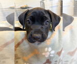 Small #5 Mutt