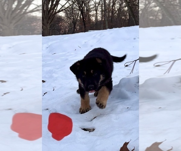 Medium Photo #5 German Shepherd Dog Puppy For Sale in BEARDSTOWN, IL, USA
