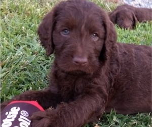 Labradoodle Puppy for sale in STOCKTON, MD, USA