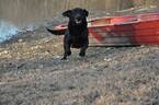 Small Photo #4 Belgian Malinois-Labrador Retriever Mix Puppy For Sale in WEST PLAINS, MO, USA