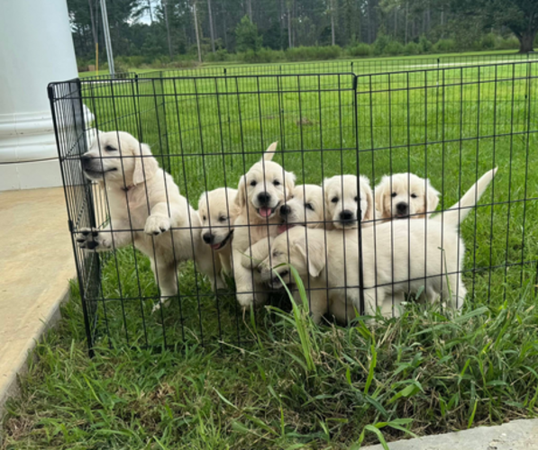 Medium Photo #1 English Cream Golden Retriever Puppy For Sale in LUVERNE, AL, USA