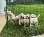 Small English Cream Golden Retriever