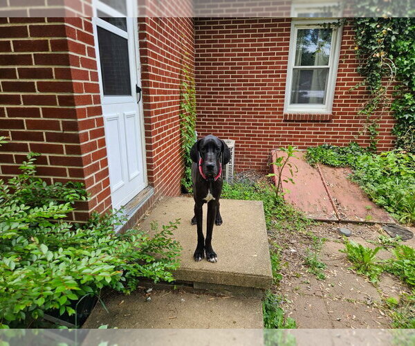 Medium Photo #3 Great Dane Puppy For Sale in Bullard, TX, USA