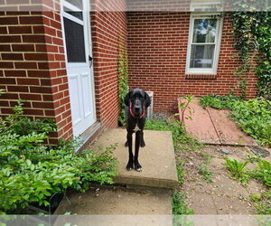 Rocky - Male Great Dane Dog for Adoption - Photo #3