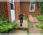 Small #2 Great Dane