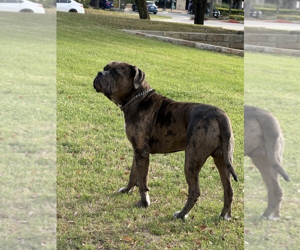 Medium Photo #1 American Pit Bull Terrier Puppy For Sale in EAST HAZEL CREST, IL, USA