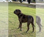 Small Photo #1 American Pit Bull Terrier Puppy For Sale in EAST HAZEL CREST, IL, USA