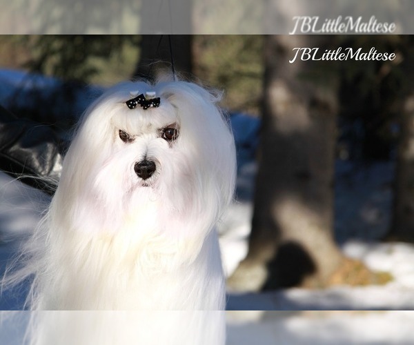 Medium Photo #7 Maltese Puppy For Sale in Kakabeka Falls, Ontario, Canada