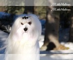 Small Photo #7 Maltese Puppy For Sale in Kakabeka Falls, Ontario, Canada