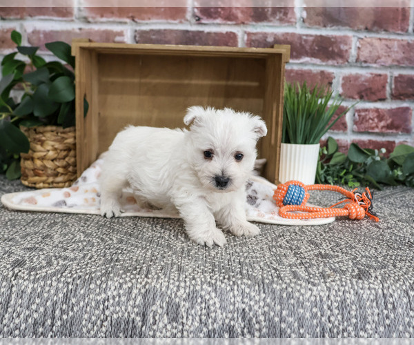 Medium Photo #6 West Highland White Terrier Puppy For Sale in SYRACUSE, IN, USA