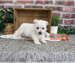 Small #5 West Highland White Terrier