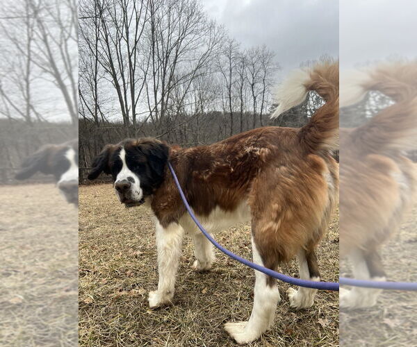 Medium Photo #2 Saint Bernard Puppy For Sale in Benton, PA, USA