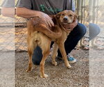 Small Photo #3 Golden Labrador Puppy For Sale in Elmsford, NY, USA