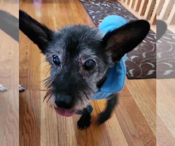 Medium Photo #4 Cairn Terrier-Unknown Mix Puppy For Sale in Princeton, MN, USA