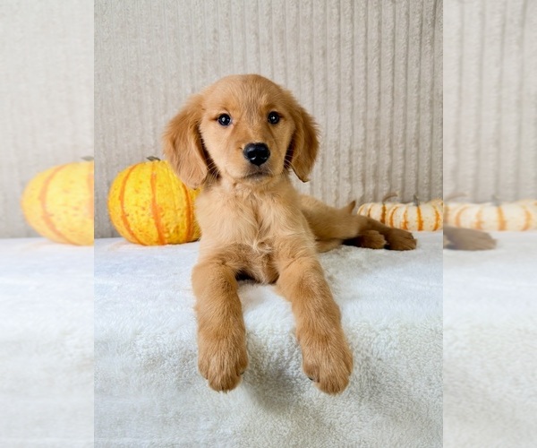 Medium Photo #1 Golden Retriever Puppy For Sale in INDIANAPOLIS, IN, USA